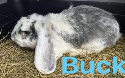 French Lop rabbits for sale: French Lop Bucks  READY NOW!! - Image 4