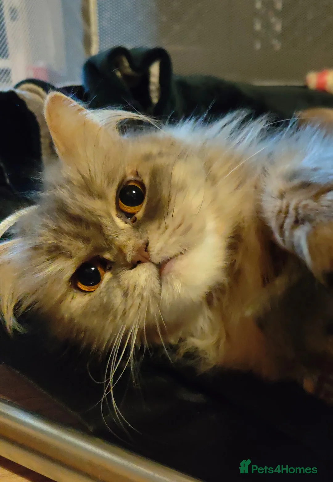 Persian cats for sale: Persian Mixed (F) & Kitten (F) - Advert 16