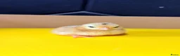 Chickens poultry for sale: Serama & Silkie Chicks  - Advert 3