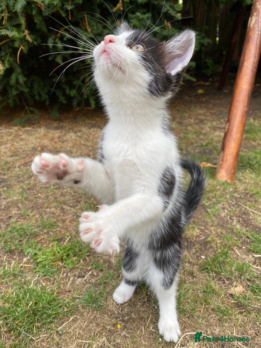 Mixed Breed cats for sale: beautiful kittens - Image 9