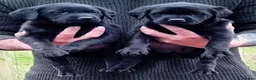 Labrador Retriever dogs for sale: FTCH Sired Labrador Puppies  - Advert 4
