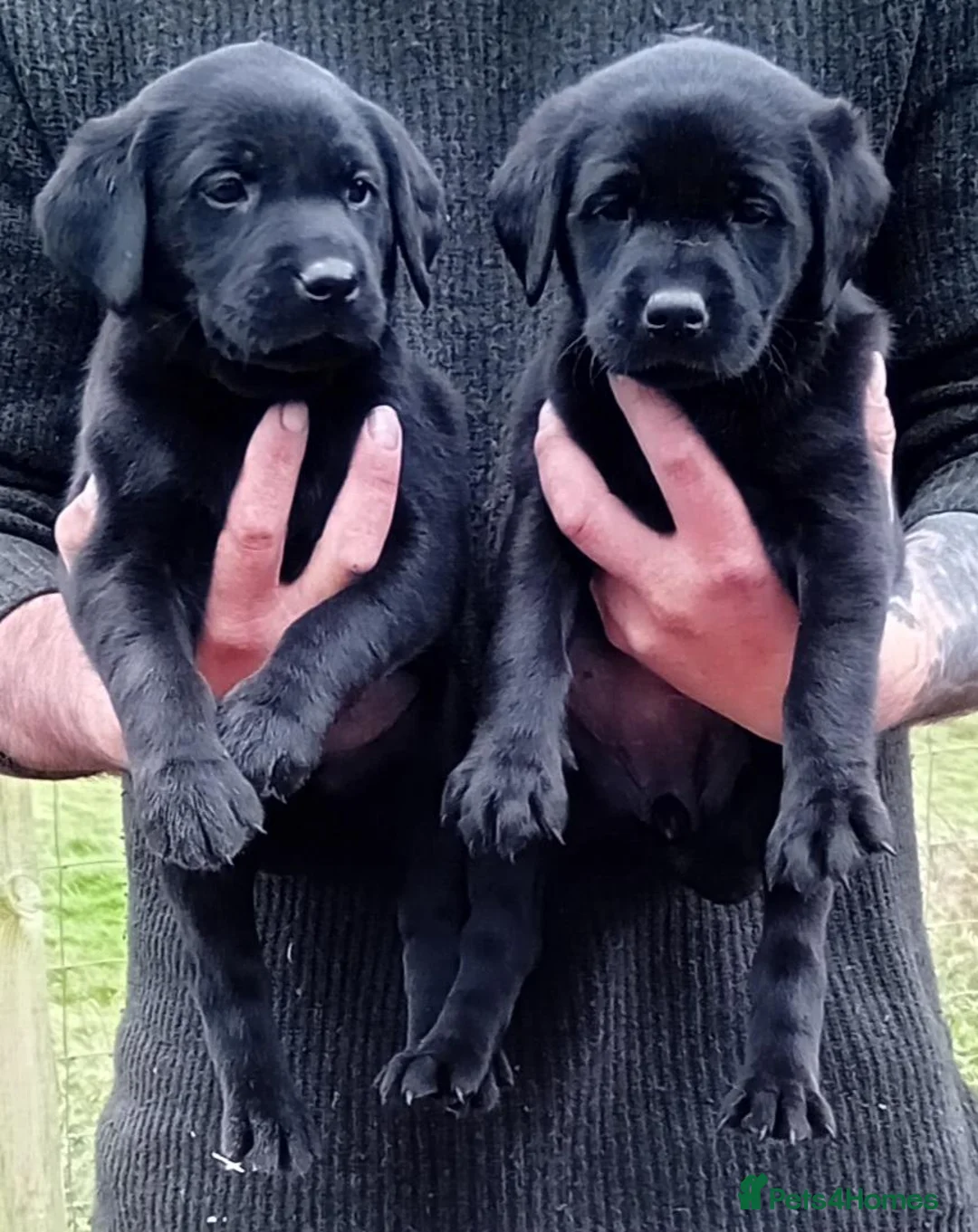 Labrador Retriever dogs for sale: FTCH Sired Labrador Puppies  - Advert 4