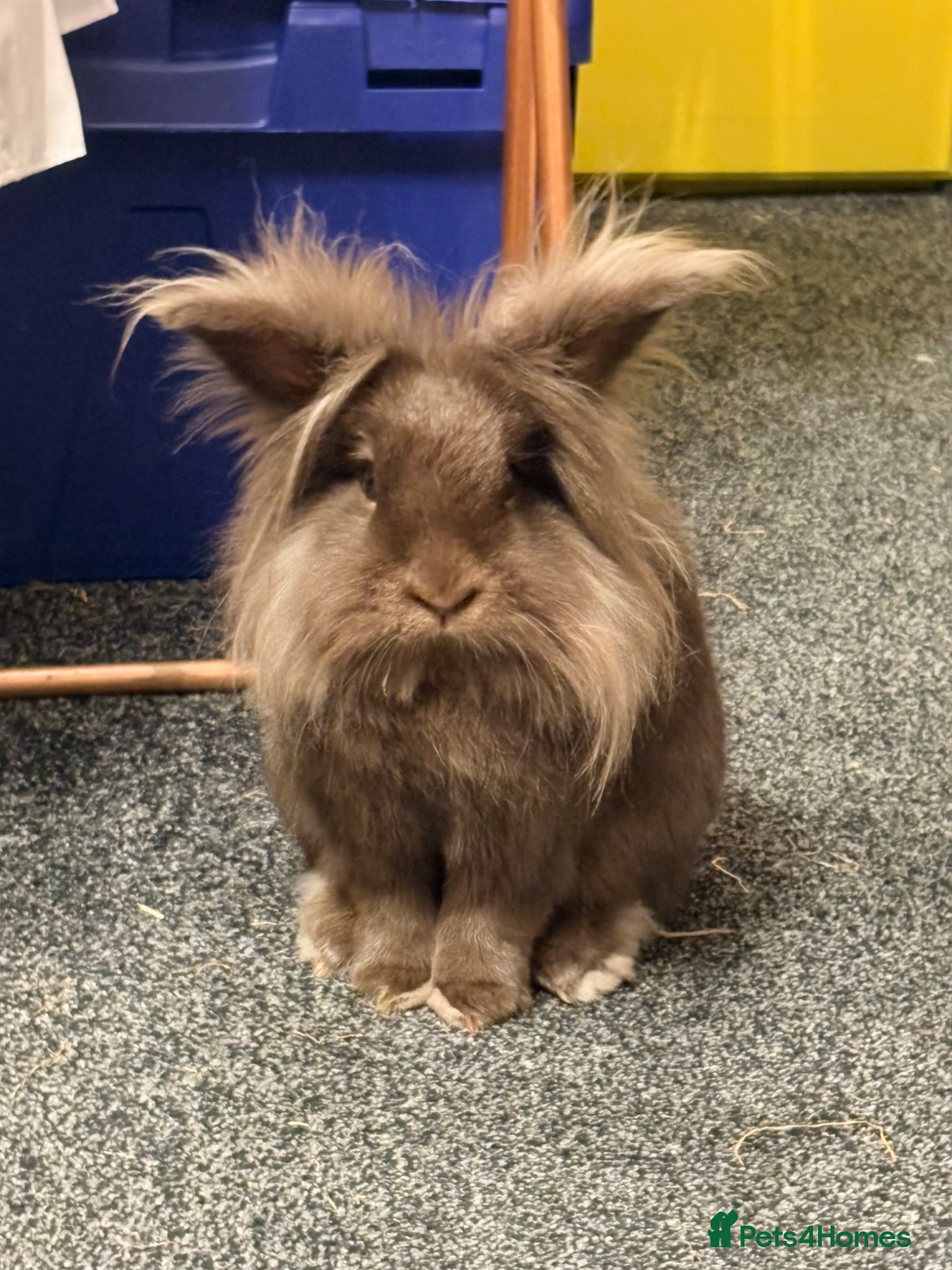 Lionhead rabbits for sale: 2yo Lionhead Female in Hove - Advert 1