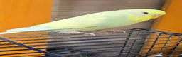Budgerigars birds for sale: Two budgerigars for sale. - Advert 9