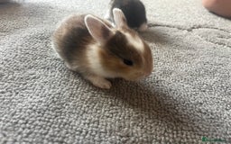 Mini Lion Lop rabbits for sale: Baby bunnies mini lion lops ready now  - Image 28