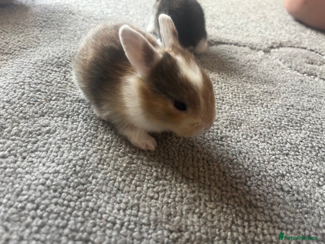 Mini Lion Lop rabbits for sale: Baby bunnies mini lion lops ready now  - Image 28