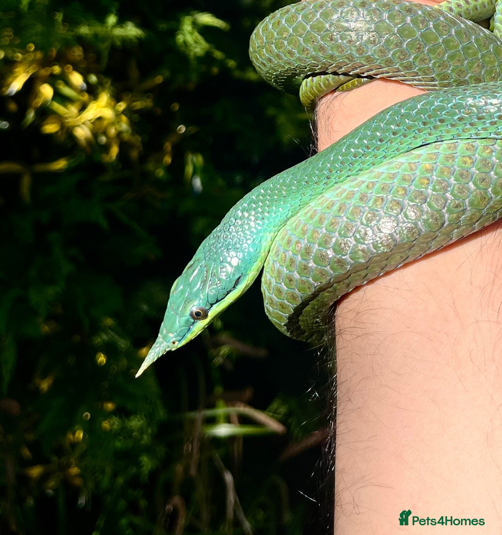 Rat Snake reptiles Rhinoceros RatSnake - Rare Beauty - Advert 1