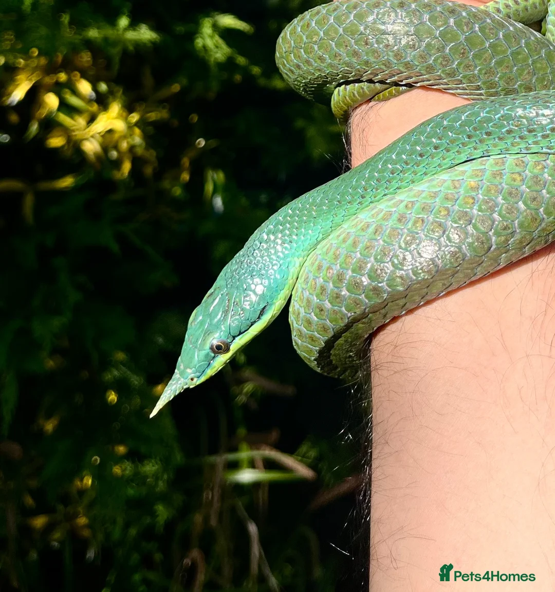 Rat Snake reptiles for sale: Rhinoceros RatSnake - Rare Beauty - Advert 1