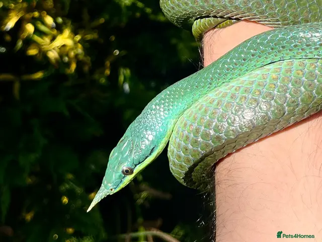 Rat Snake reptiles for sale: Rhinoceros RatSnake - Rare Blue Beauty - Advert 1