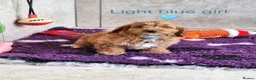 Cavapoochon dogs for sale: Beautiful Cavapoochons puppies - Advert 9