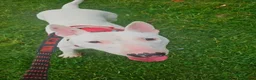 English Bull Terrier dogs for stud: Working Line English Bull Terrier The Perfect Stud in Luton - Advert 5