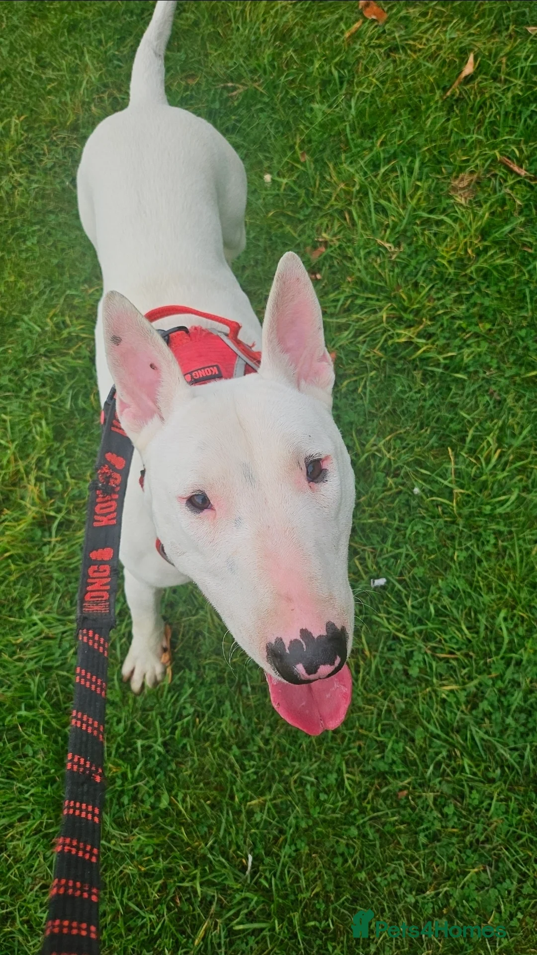 English Bull Terrier dogs for stud: Working Line English Bull Terrier The Perfect Stud in Luton - Advert 5