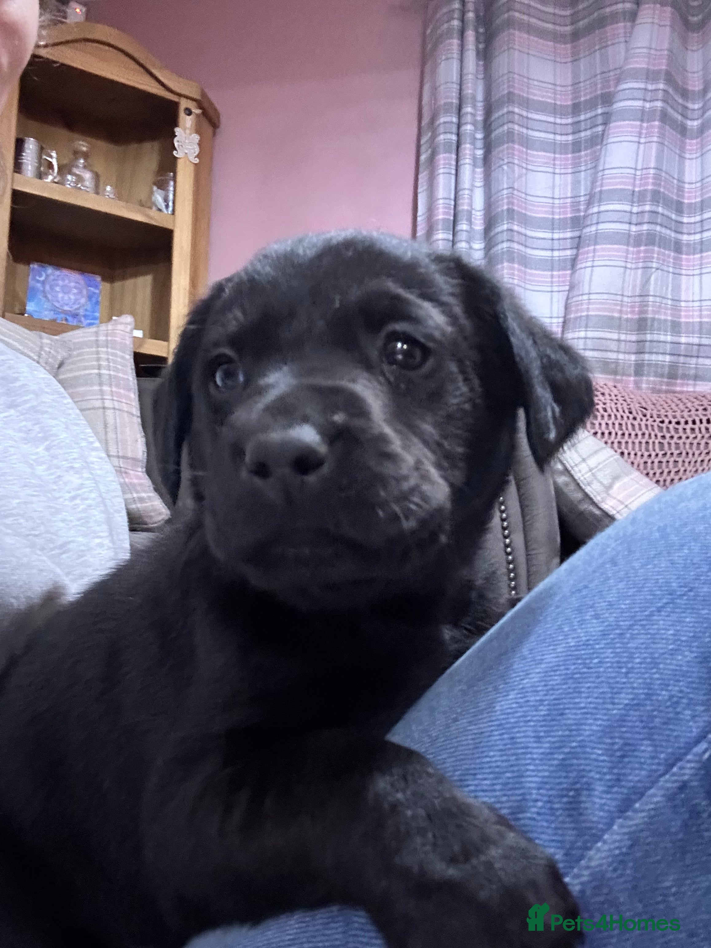 Labrador Retriever dogs Labradors puppies, KC Registered and Health Tested - Advert 1