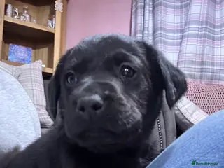 Labrador Retriever dogs Labradors puppies, KC Registered and Health Tested - Advert 1