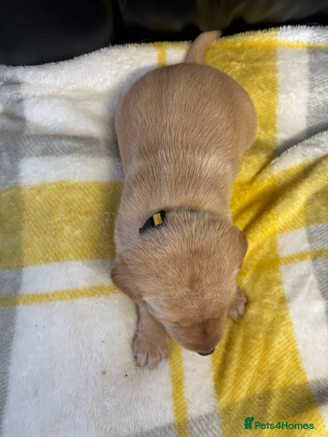 Labrador Retriever dogs for sale: KC Dark yellow Labrador pups  - Advert 12