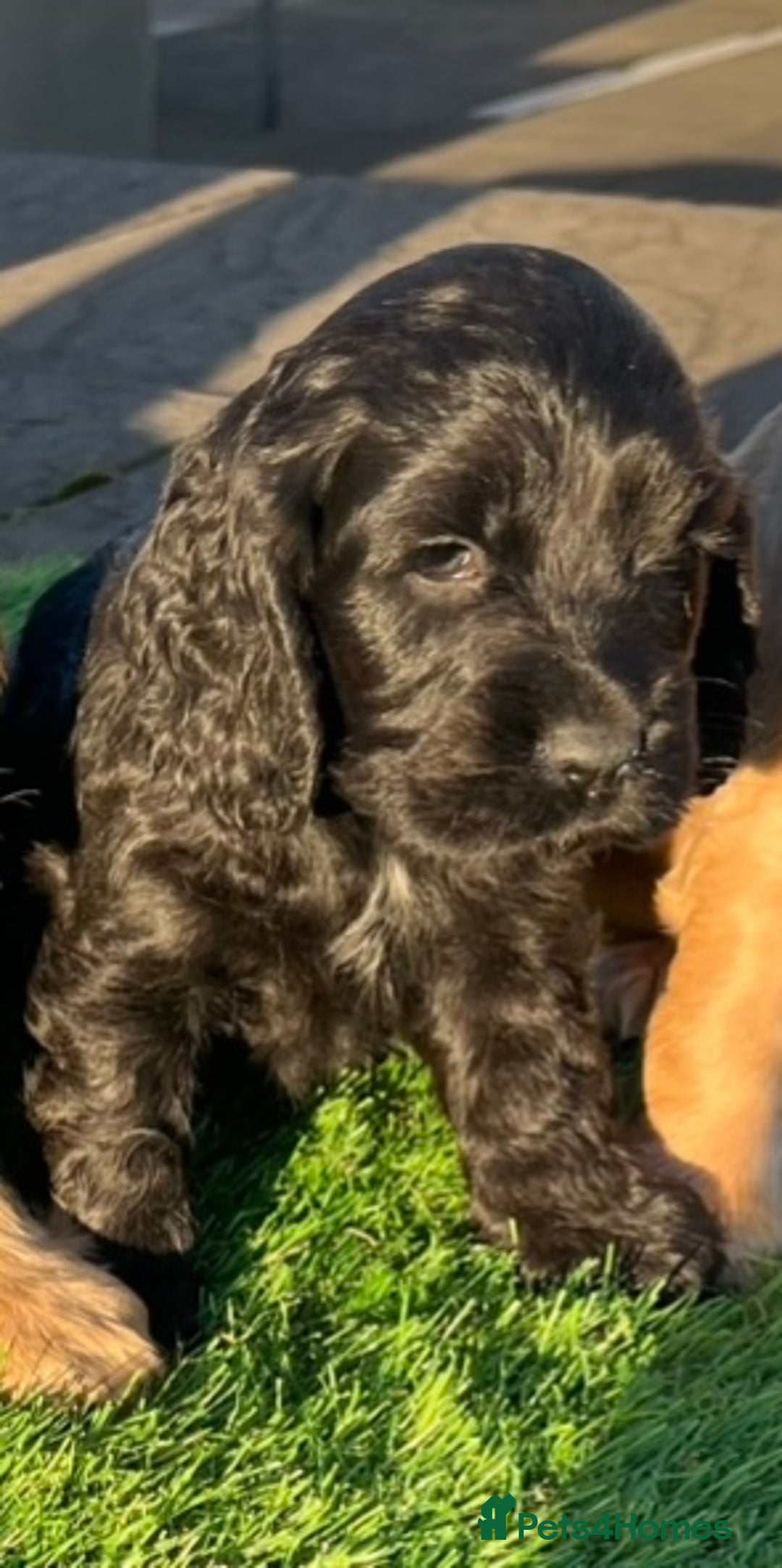 Cocker Spaniel dogs for sale: KC Registered Show Type Cocker Spaniels - Advert 18