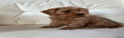 Cavapoo dogs for sale: F1 Cavapoos - Advert 3