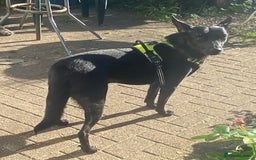 Mixed Breed dogs for adoption: Pango is looking for his forever home  - Image 4