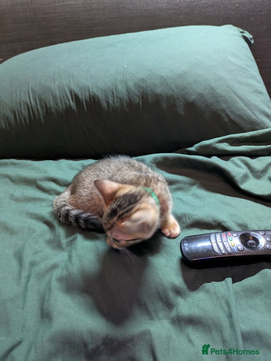 Mixed Breed cats for sale: Have two male and 2 female kittens   - Image 7