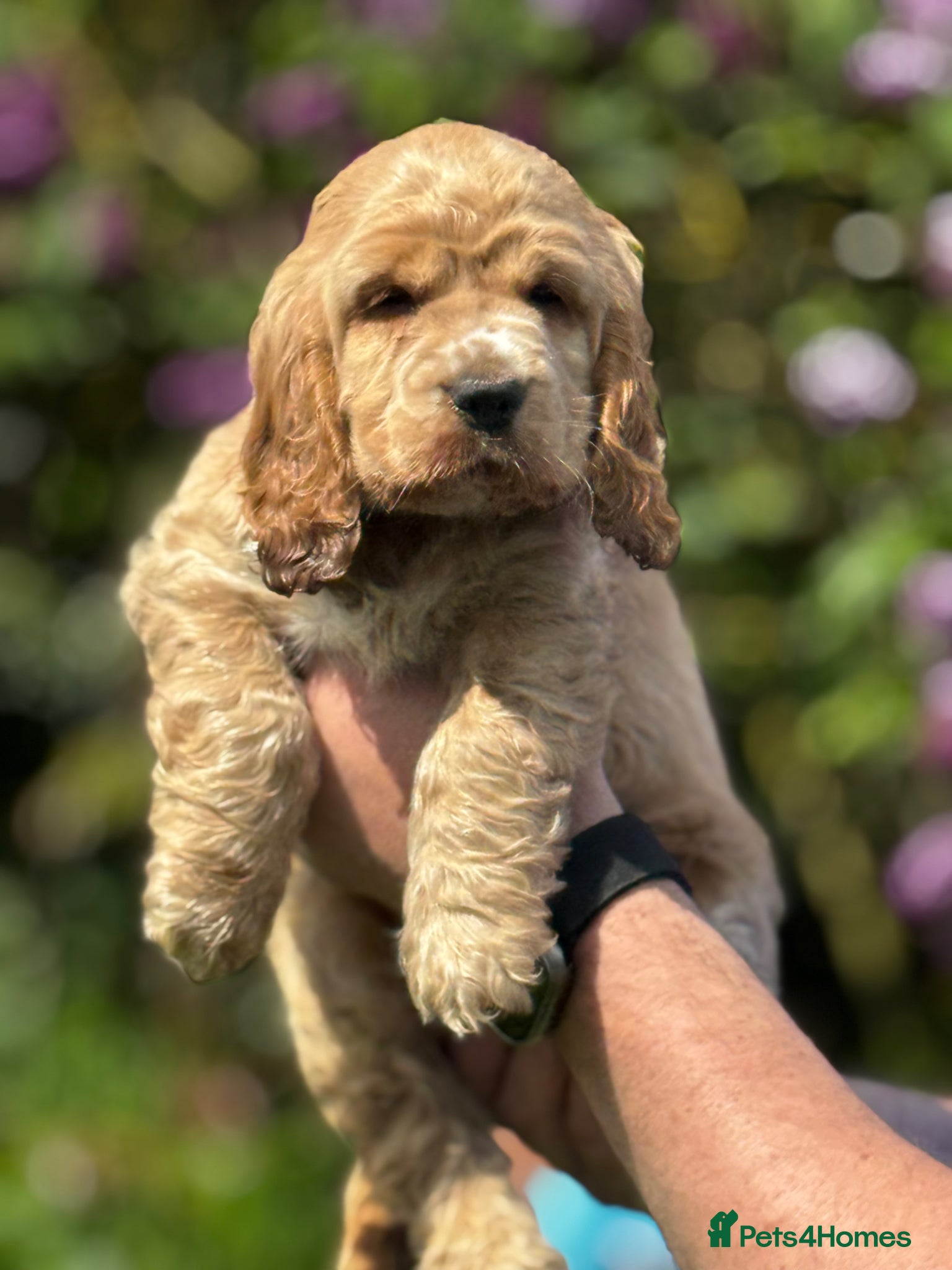 Cocker Spaniel dogs ⭐️ health tested Show cockers ⭐️ - Advert 3