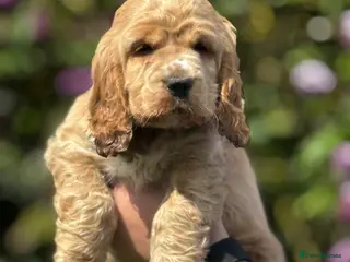 Cocker Spaniel dogs ⭐️ health tested Show cockers ⭐️ - Advert 2