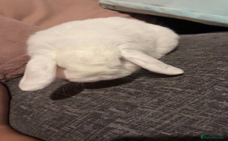 Dwarf Lop rabbits - Advert 1