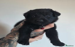 Mixed Breed dogs for sale: Sheprador Puppies - Image 3