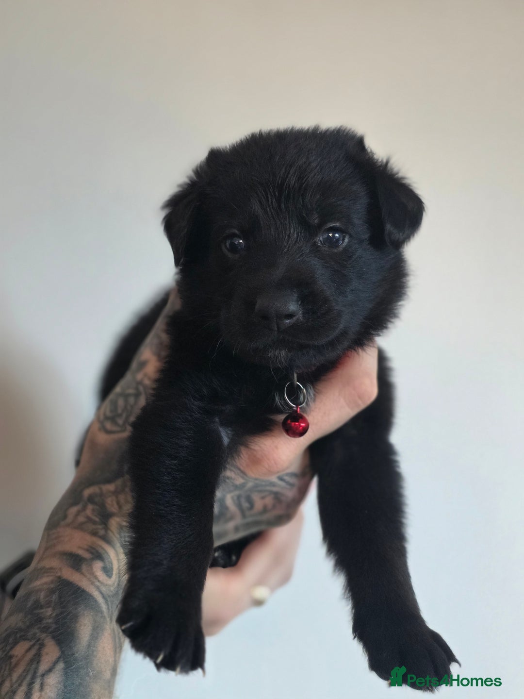 Mixed Breed dogs for sale: Sheprador Puppies - Image 3