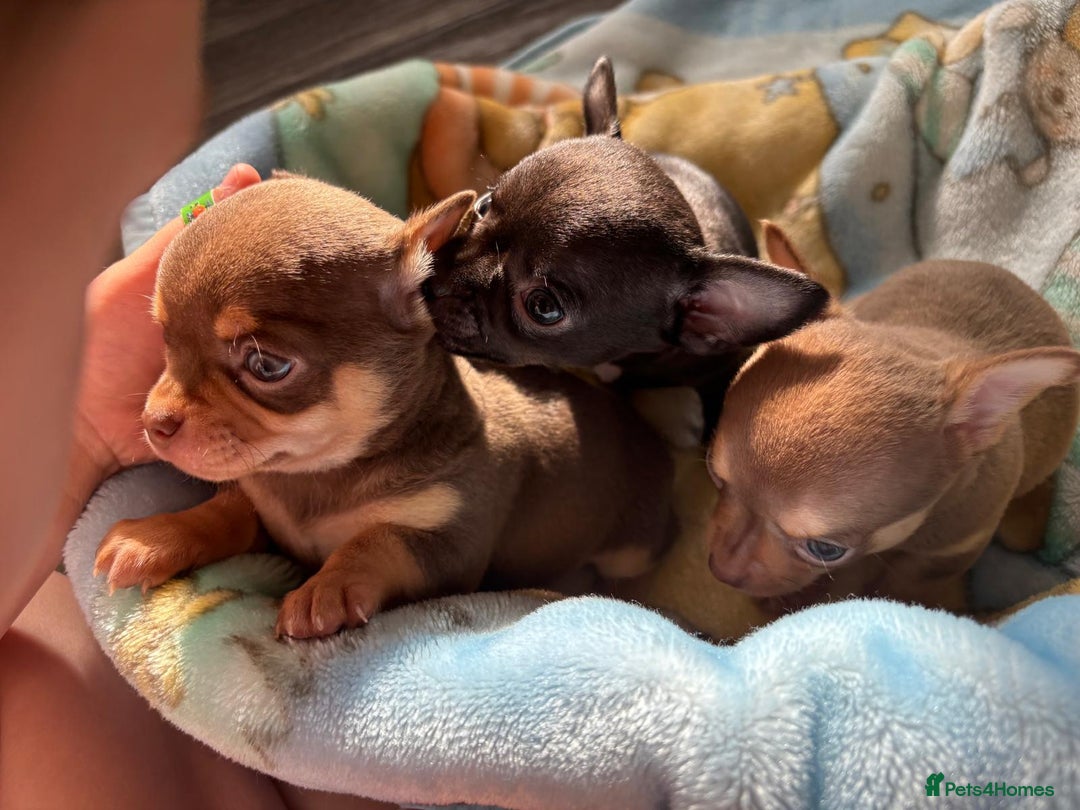 Chihuahua dogs for sale: Smooth Chihuahua puppies  - Image 4