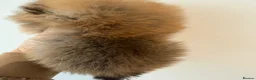 Pomeranian dogs for sale: Kc pomeranian puppies  - Advert 7