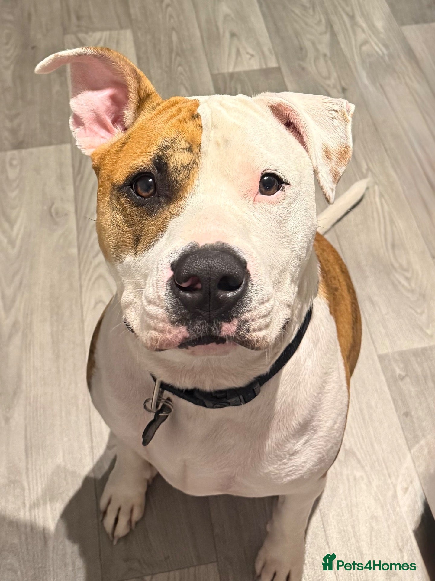 Mixed Breed dogs Staffie x Boxer - Advert 6