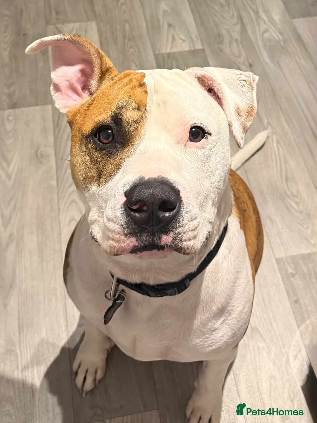 Mixed Breed dogs for sale: Staffie x Boxer - Advert 1