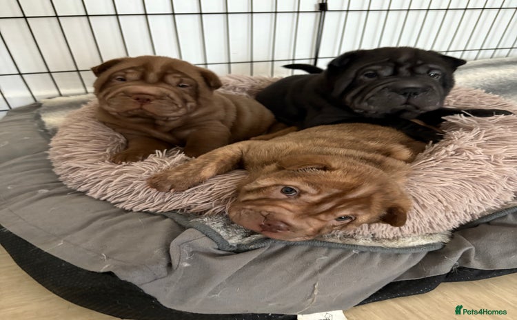 Shar Pei dogs Perfect Shar Pei Pups Ready from 27/11 - Advert 2