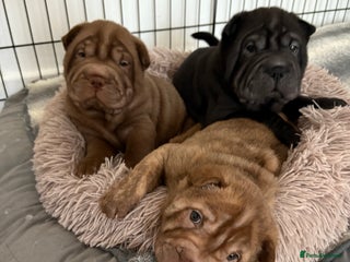 Shar Pei dogs Perfect Shar Pei Pups Ready from 27/11 - Advert 7