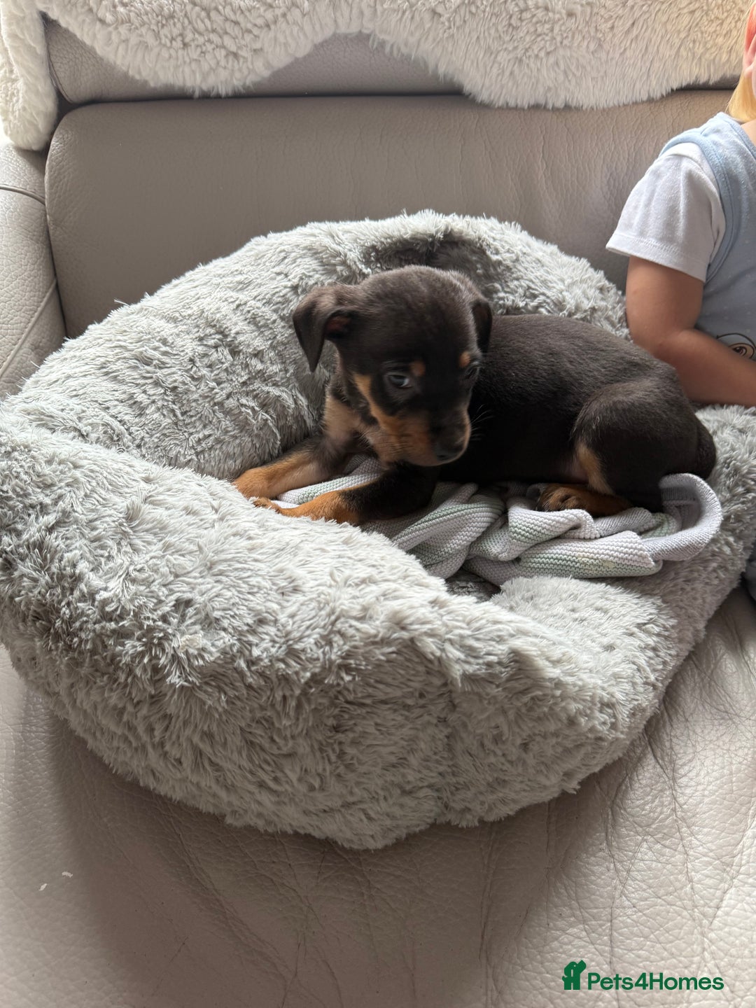 Mixed Breed dogs for sale: Mixed German Shepard ridgeback  - Image 6