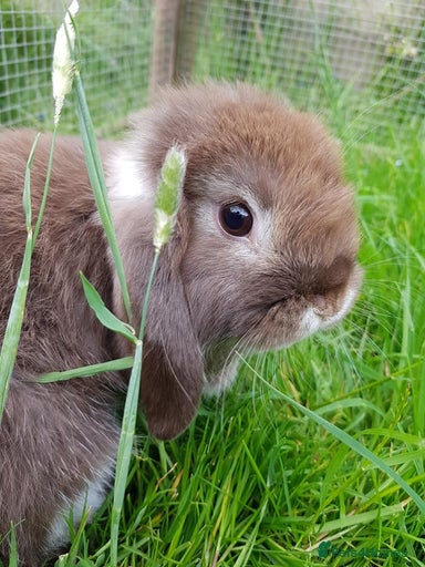 Pet Rabbit Sale Rabbits for sale | Pets4Homes
