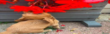 Cocker Spaniel 7