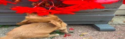 Cocker Spaniel dogs for sale: Working cocker spaniel, - Advert 17
