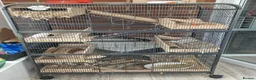 Gerbil rodents for sale: 3 x female gerbils and equipment for sale - Advert 2