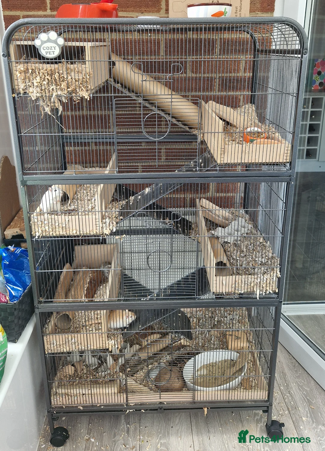 Gerbil rodents for sale: 3 x female gerbils and equipment for sale - Advert 2