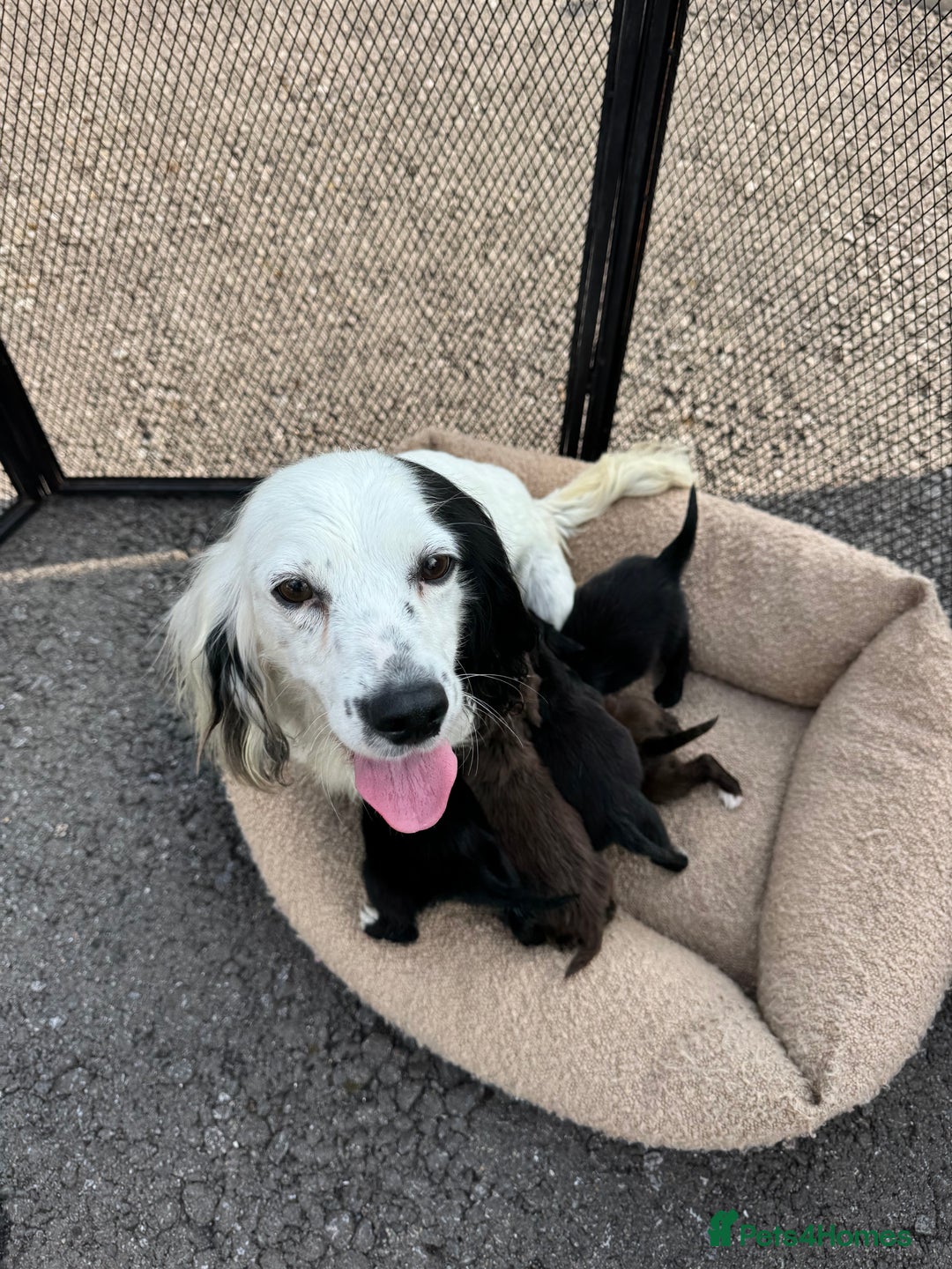 Cocker Spaniel dogs for sale: 5 beautiful kc working cocker spaniels  - Image 7