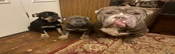 English Bulldog dogs for sale: English Bulldogs - Advert 11