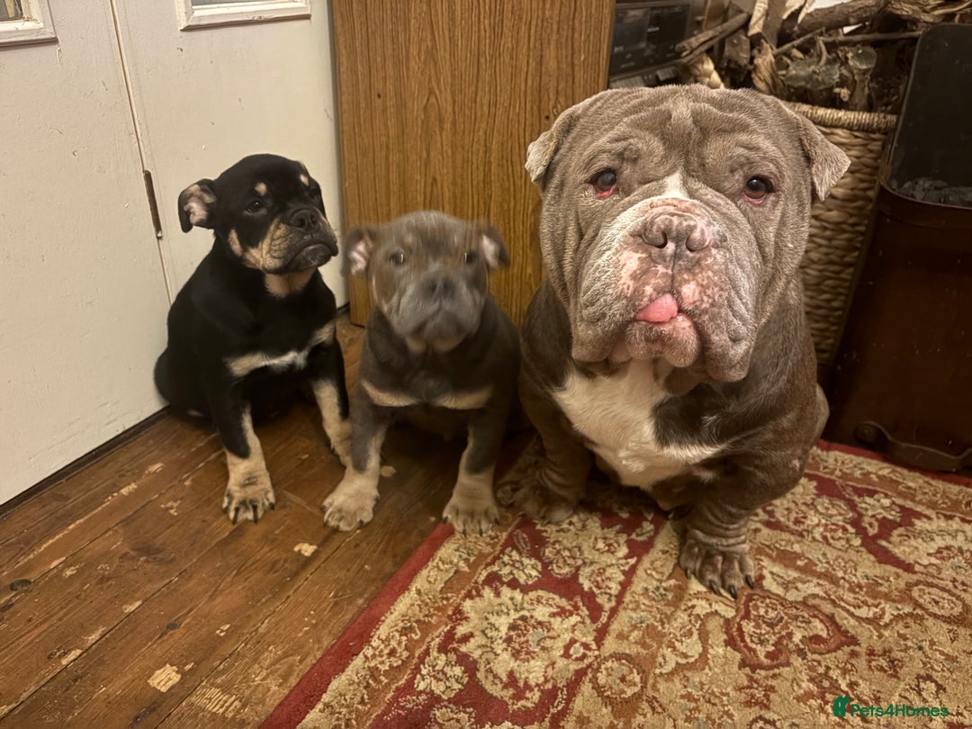 English Bulldog dogs for sale: English Bulldogs - Advert 11