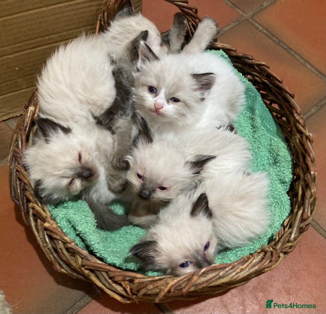 Ragdoll cats for sale: Ragdoll Kittens in Boston - Image 2