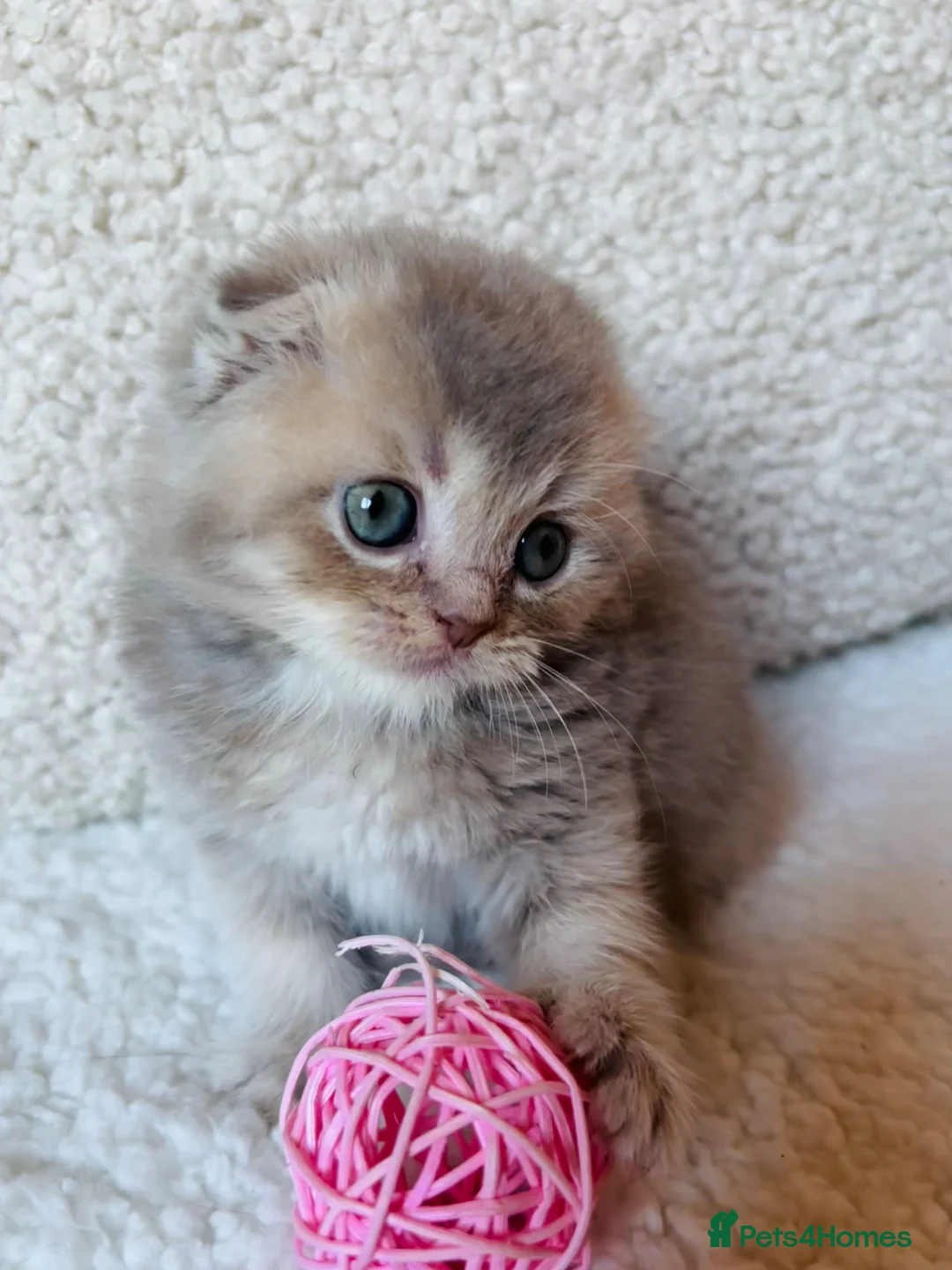 Scottish Fold cats for sale: Unique Scottish fold kittens - Advert 1