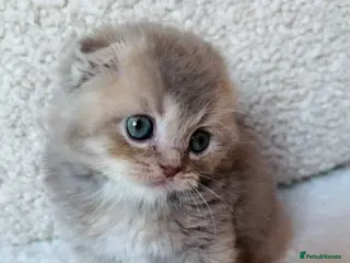 Scottish Fold cats Unique Scottish fold kittens - Advert 9