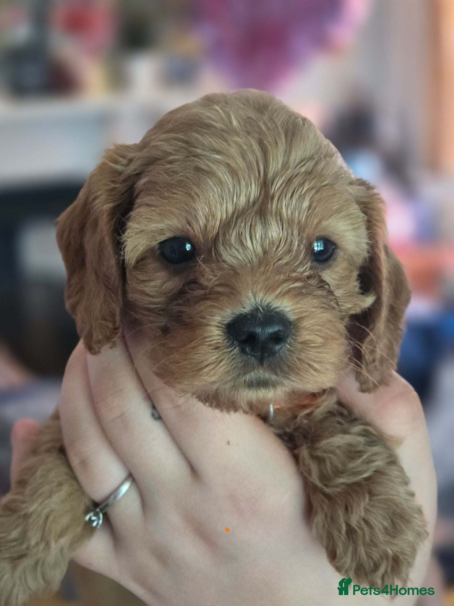 Cavapoo dogs Adorable F1 Cavapoo boy puppies - Advert 1