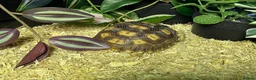 Tortoise reptiles for sale: baby sulcata tortoise - Advert 2