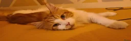 Maine Coon cats for sale: TICA Registered Maine Coons! - Advert 11