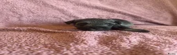 Miniature Schnauzer dogs for sale: Miniature schnauzer puppies  - Advert 24